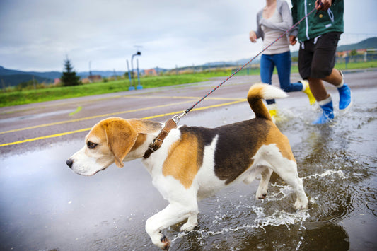 How to Help Your Pet Cope with Natural Disasters: Emergency Preparedness and Safety Tips