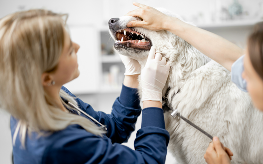 How to Prevent Pet Oral Health Issues Early On and the Hidden Dangers They Bring