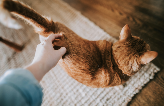 How to Create a Pet-Friendly Home: A Comprehensive Guide