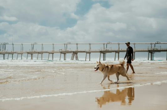 Summer Safety Tips for Pets: Keep Your Dog or Cat Cool and Comfortable