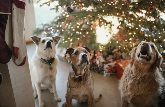 How to Prepare Your Pet for the Holiday Season: A Pet Care Guide