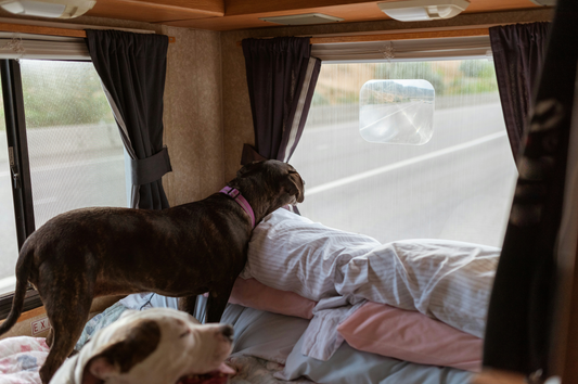 Traveling with Pets: How to Make Trips Safe and Comfortable for Your Furry Friend