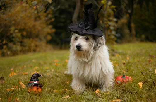 How to Prepare Your Pet for Halloween: Safety Tips and Tricks