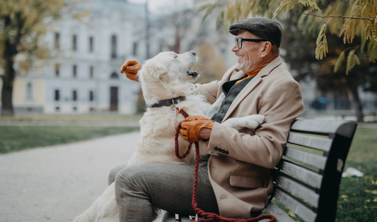 How to Care for Senior Pets: Meeting Their Special Needs