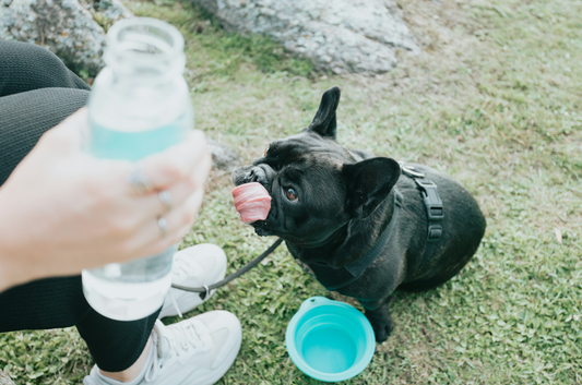 How to Keep Your Pet Cool in Hot Weather