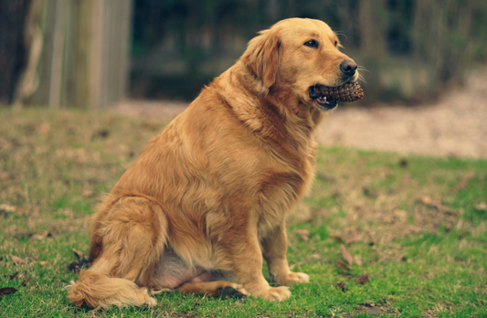 How to Help Your Pet Maintain a Healthy Weight