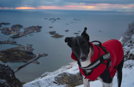 How to Keep Your Pet Safe and Healthy While Traveling Globally