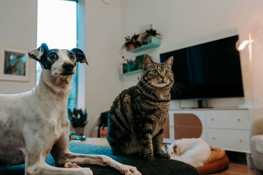 The Ultimate Guide to Pet Care: Essential Tips for Every Pet Parent