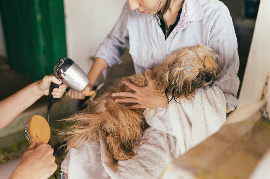 Is Your Pet Care Routine Missing the Latest Trends? Here’s What You Need to Know!