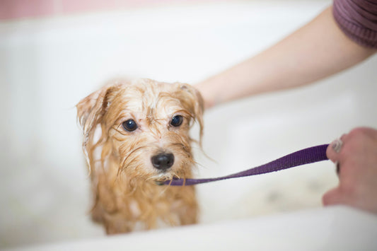 Innovative Pet Grooming Routines for Busy Pet Owners in 2024