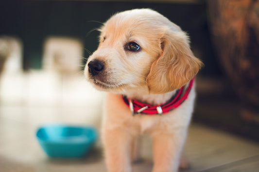 The Importance of Early Socialization: Setting Your Pet Up for Success