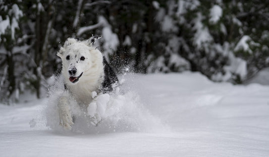 Winter Pet Care Guide: Keeping Your Pet Warm and Healthy