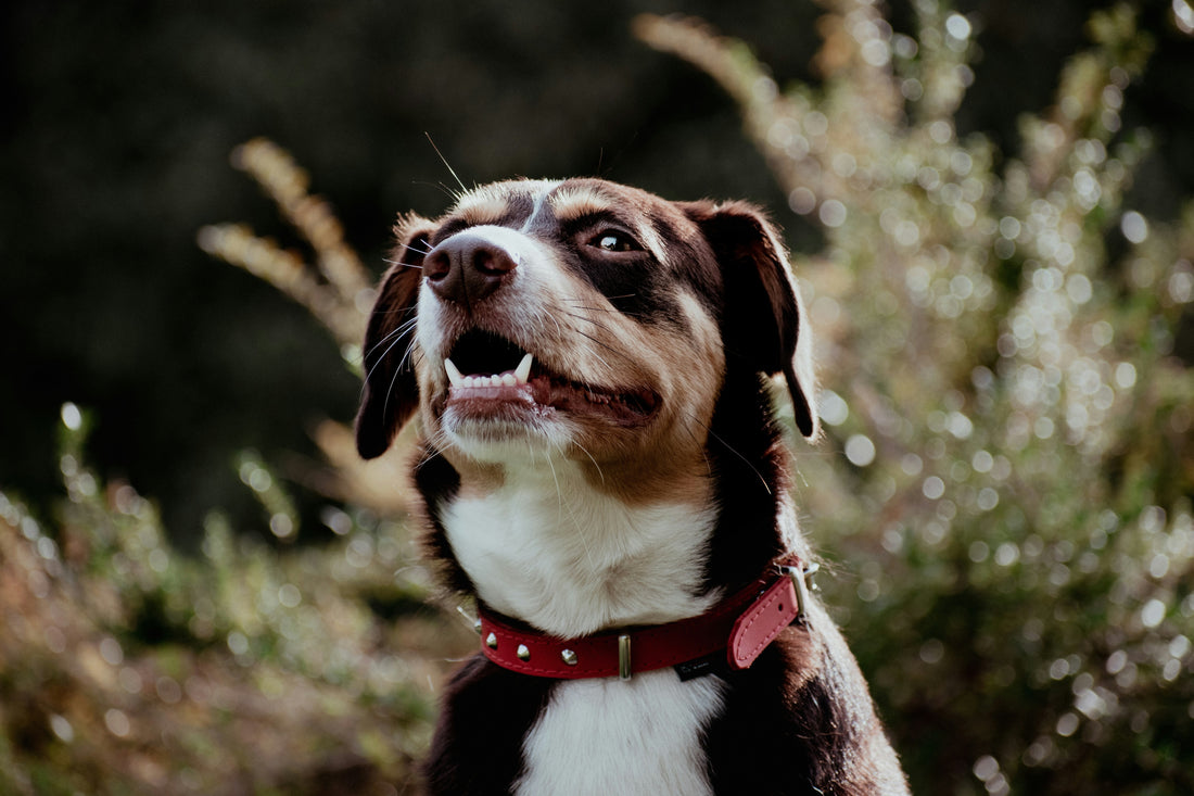 Are Your Pet's Teeth Clean Enough? Here’s the Quick Solution!