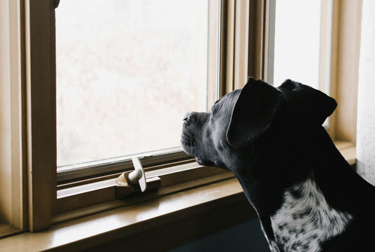 How to Help Your Pet Overcome Loneliness: Strategies to Boost Their Emotional Health