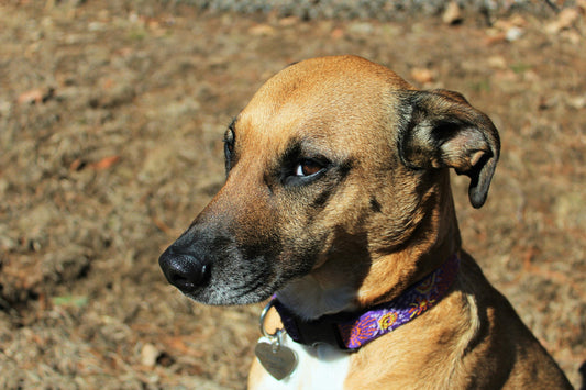 The Emotional Intelligence of Pets: Understanding Their Silent Language