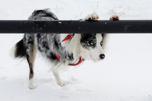 Winter Care for Pets: Keep Your Dog or Cat Safe and Healthy in Cold Weather