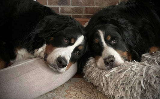 Bernese Mountain Dogs: Everything You Need to Know About the Gentle Giant