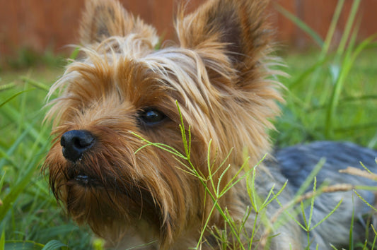 Yorkshire Terriers: Everything You Need to Know About the Elegant and Energetic Small Dog