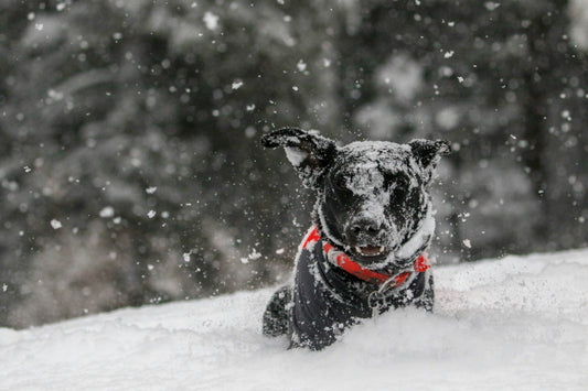 How to Keep Your Pet Safe and Healthy During Cold Weather